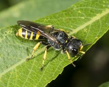 Gravehveps eGravehveps ectemnius ruficornis